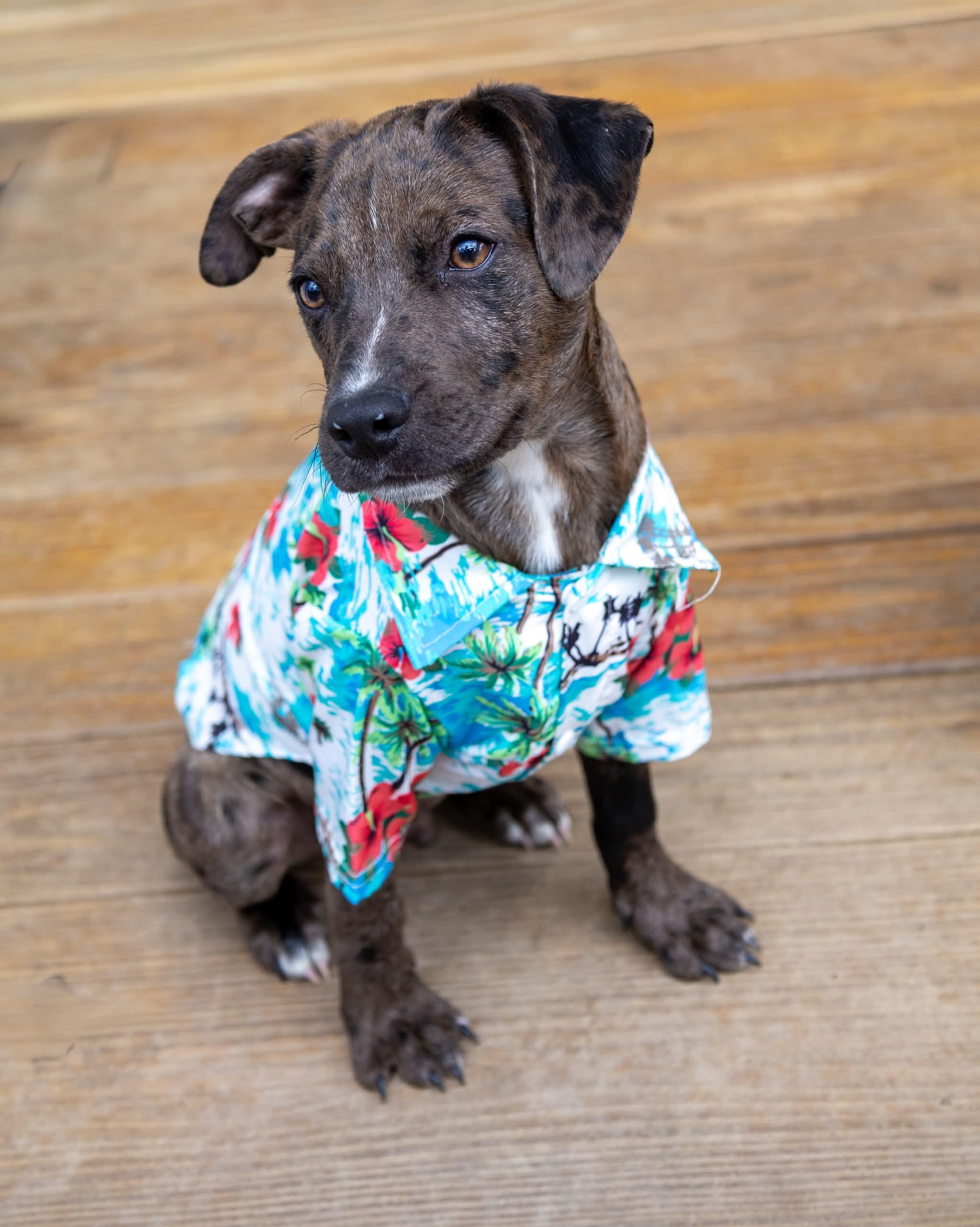 Enlarge Cosmo , a Adoptable Mixed Breed in Argyle, NY image 4/6