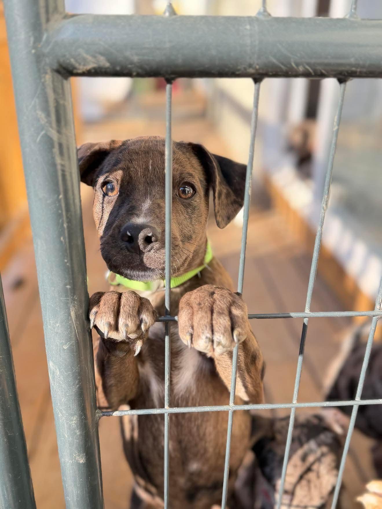 Enlarge Cosmo , a Adoptable Mixed Breed in Argyle, NY image 3/6