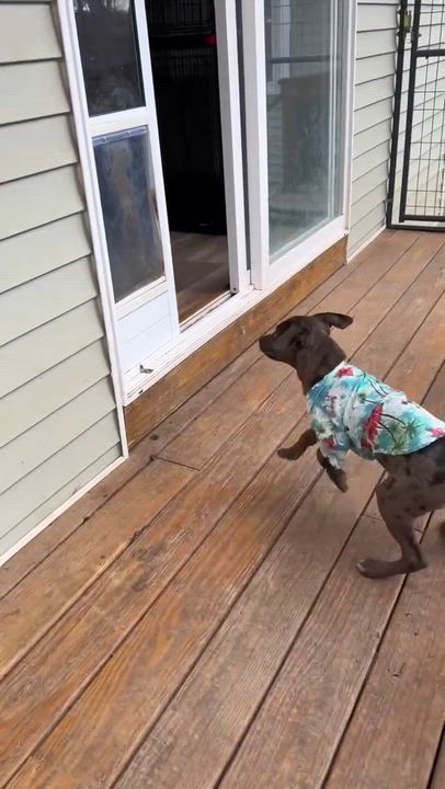 Enlarge Cosmo , a Adoptable Mixed Breed in Argyle, NY video 6/6