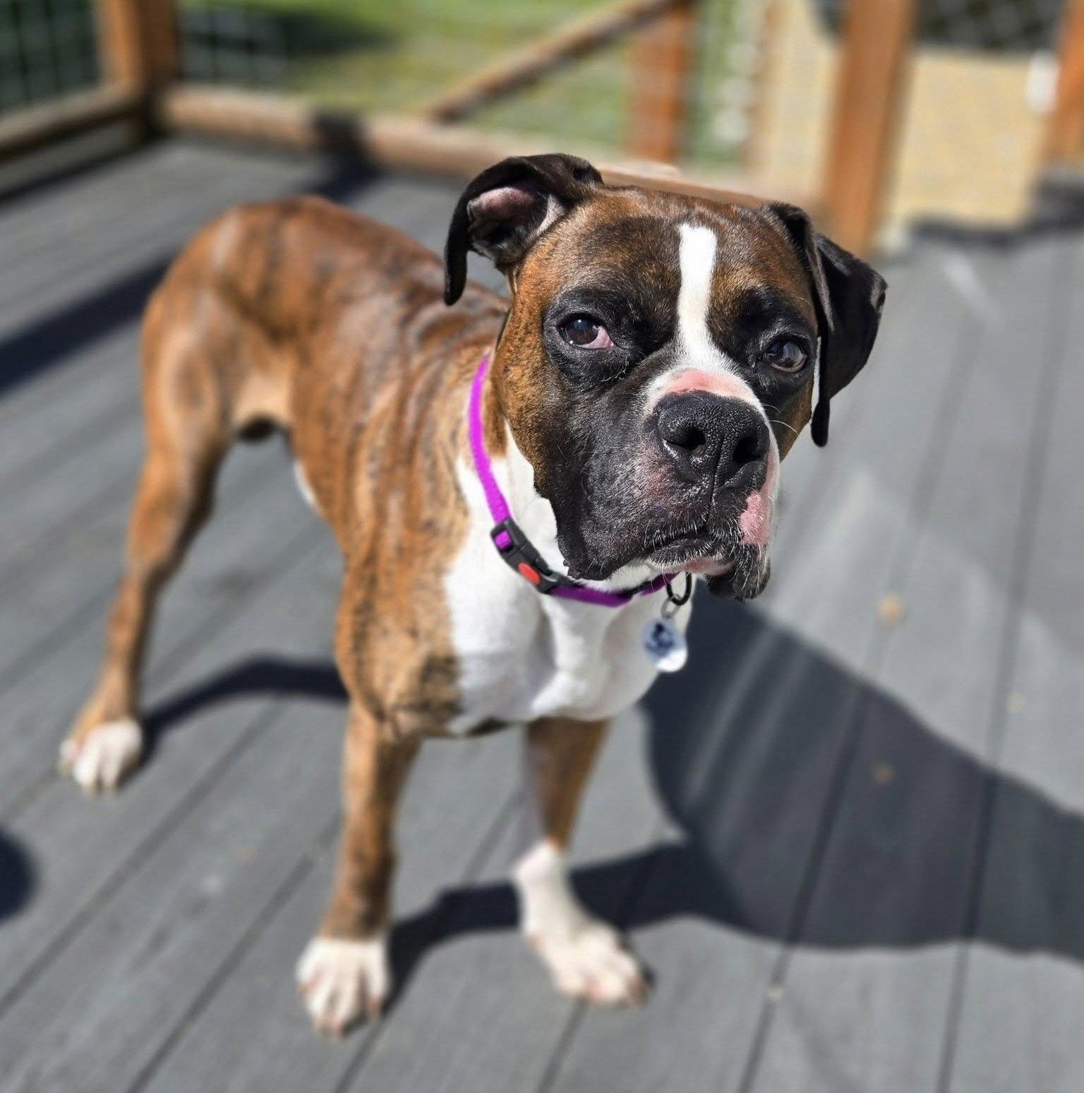 Enlarge Pablo, a Adopted Boxer in Stanwood, WA image 1/3