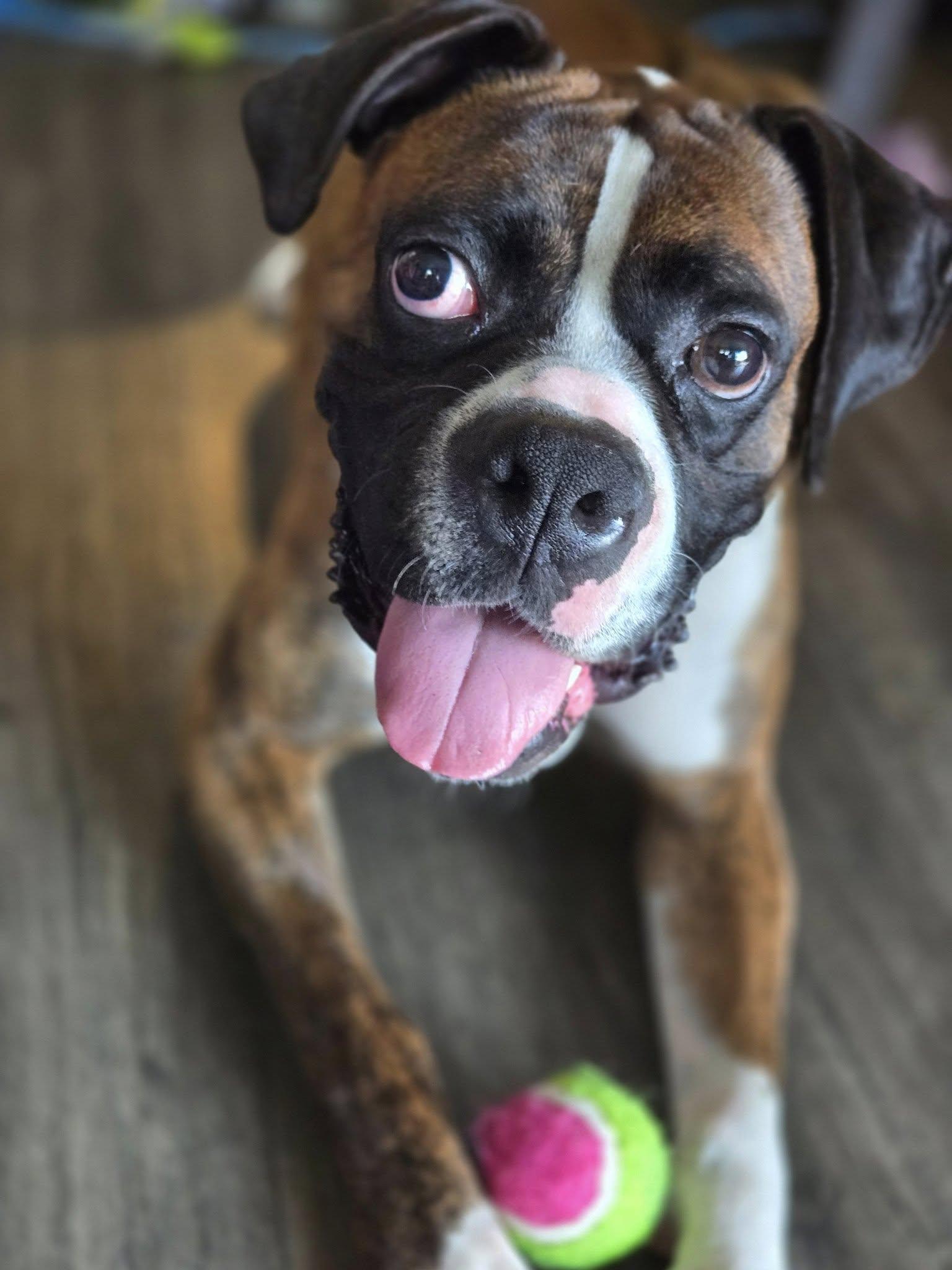Enlarge Pablo, a Adopted Boxer in Stanwood, WA image 2/3