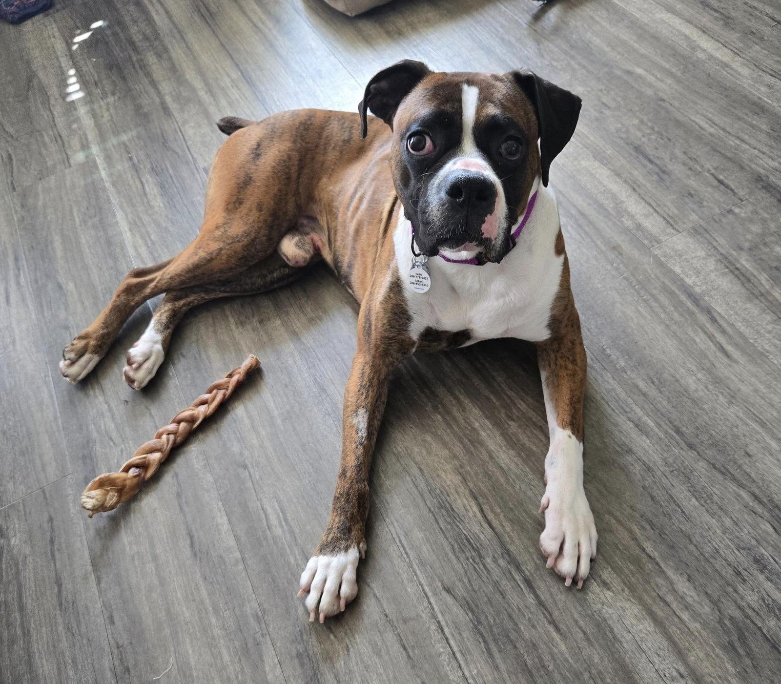 Enlarge Pablo, a Adopted Boxer in Stanwood, WA image 3/3