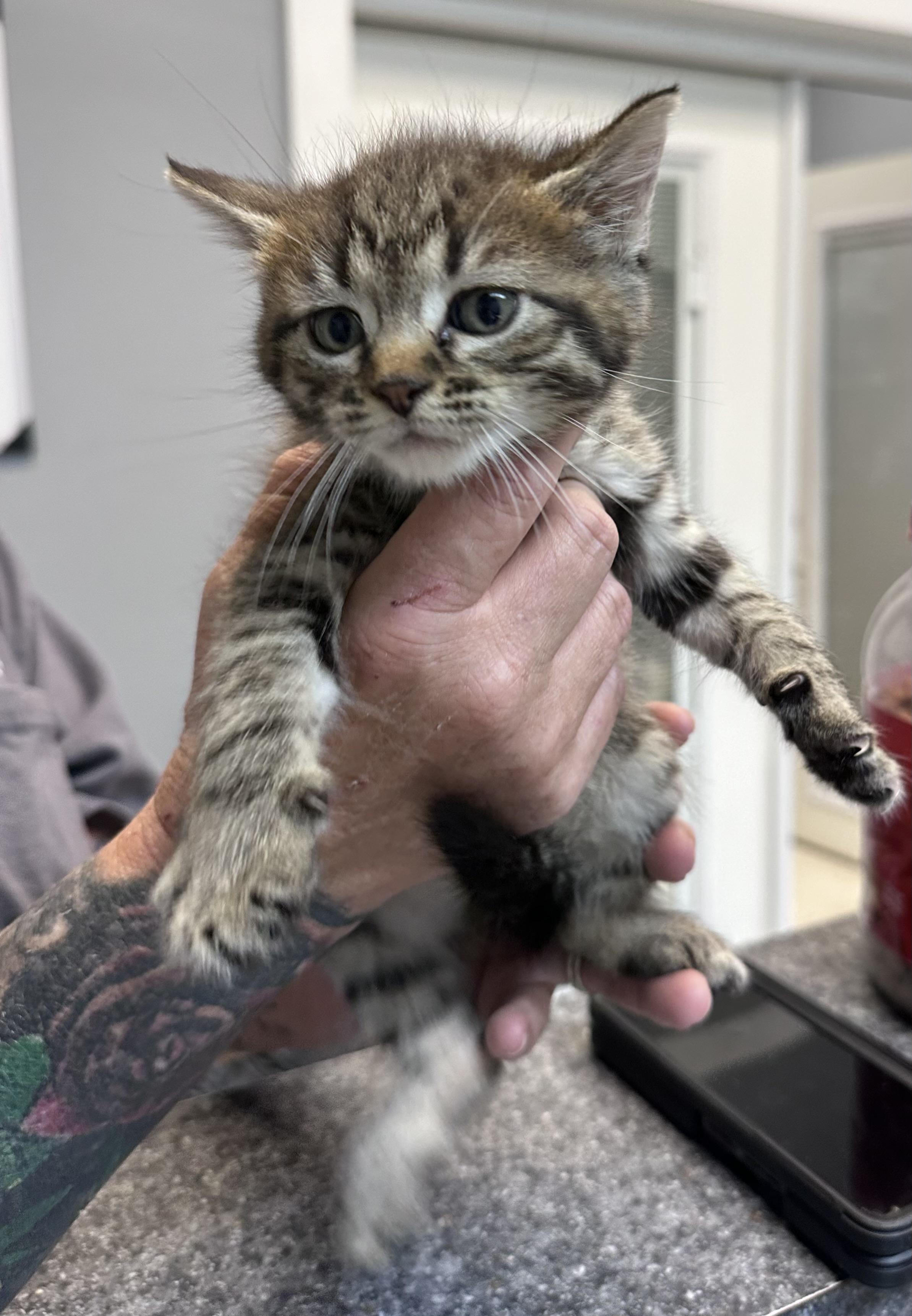 Zoe, an adopted Domestic Short Hair in Dyersburg, TN image 2/3