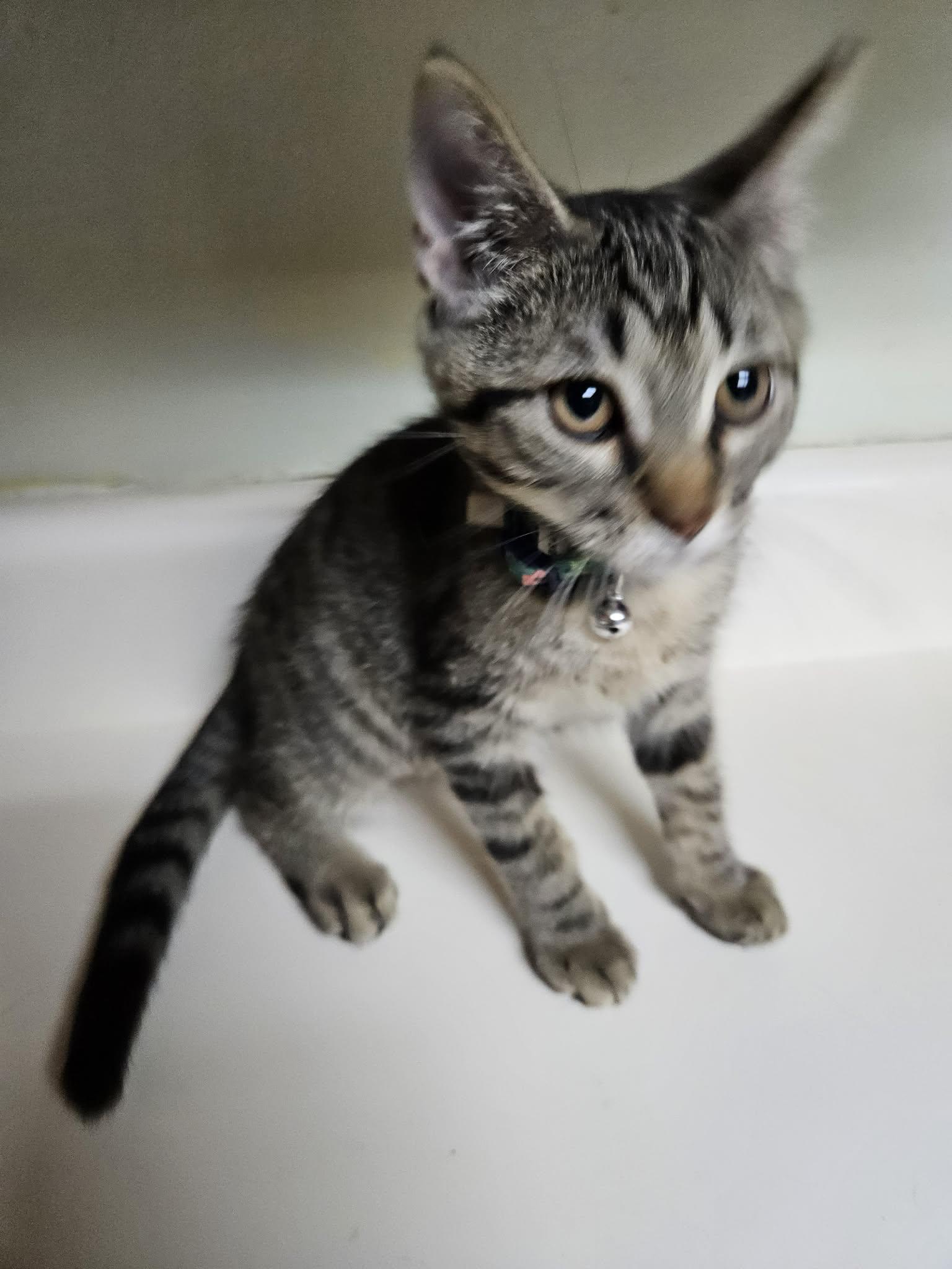 Zoe, an adopted Domestic Short Hair in Dyersburg, TN image 1/3