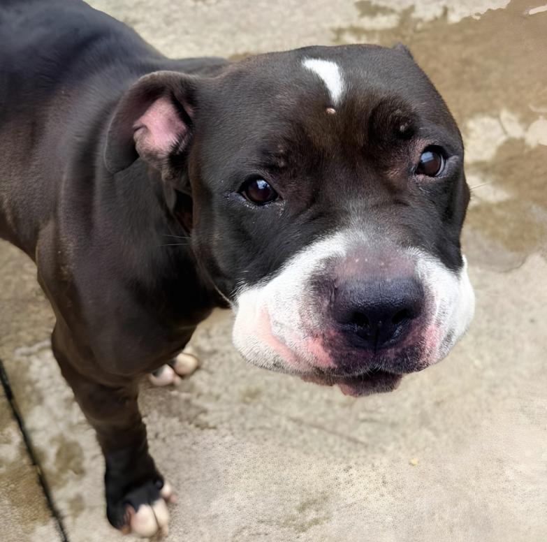 Enlarge Spinderella, a Adoptable Pit Bull Terrier in Naperville, IL image 6/6