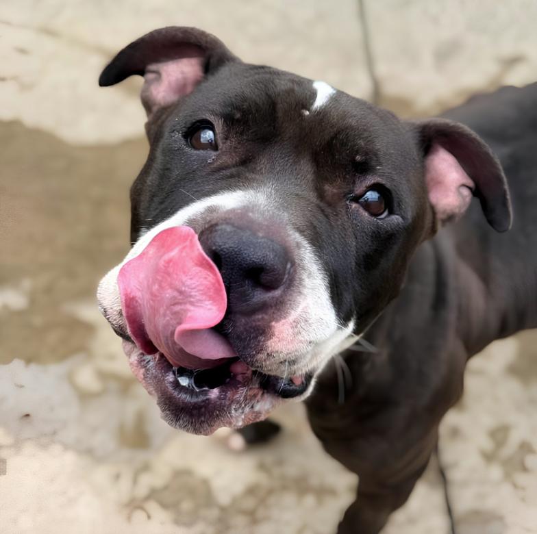 Enlarge Spinderella, a Adoptable Pit Bull Terrier in Naperville, IL image 3/6