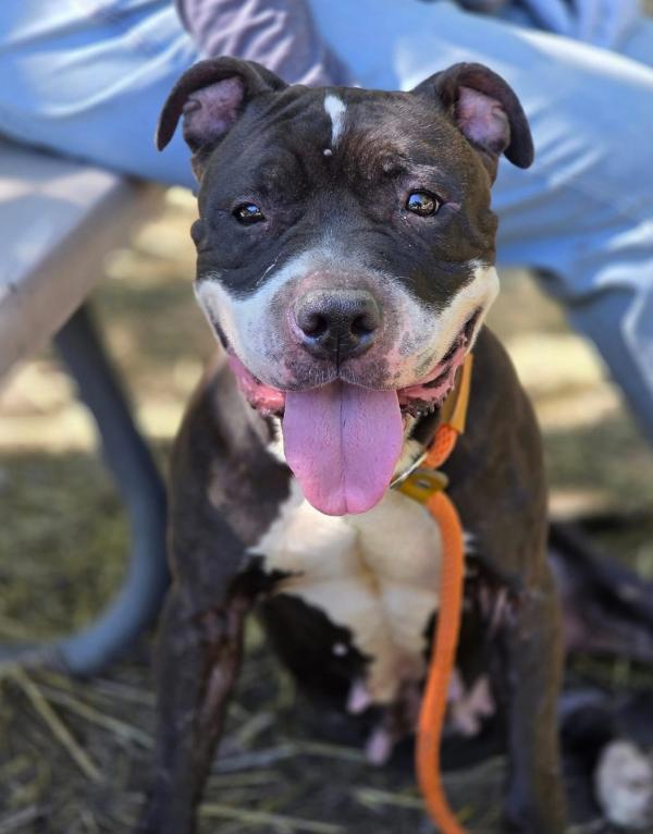 Enlarge Spinderella, a Adoptable Pit Bull Terrier in Naperville, IL image 5/6