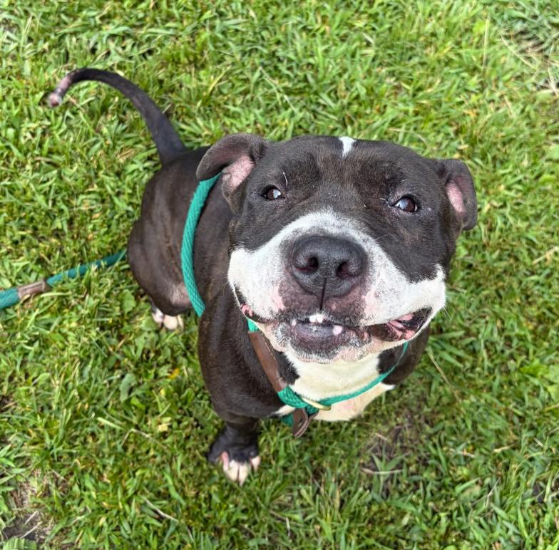 Enlarge Spinderella, a Adoptable Pit Bull Terrier in Naperville, IL image 4/6