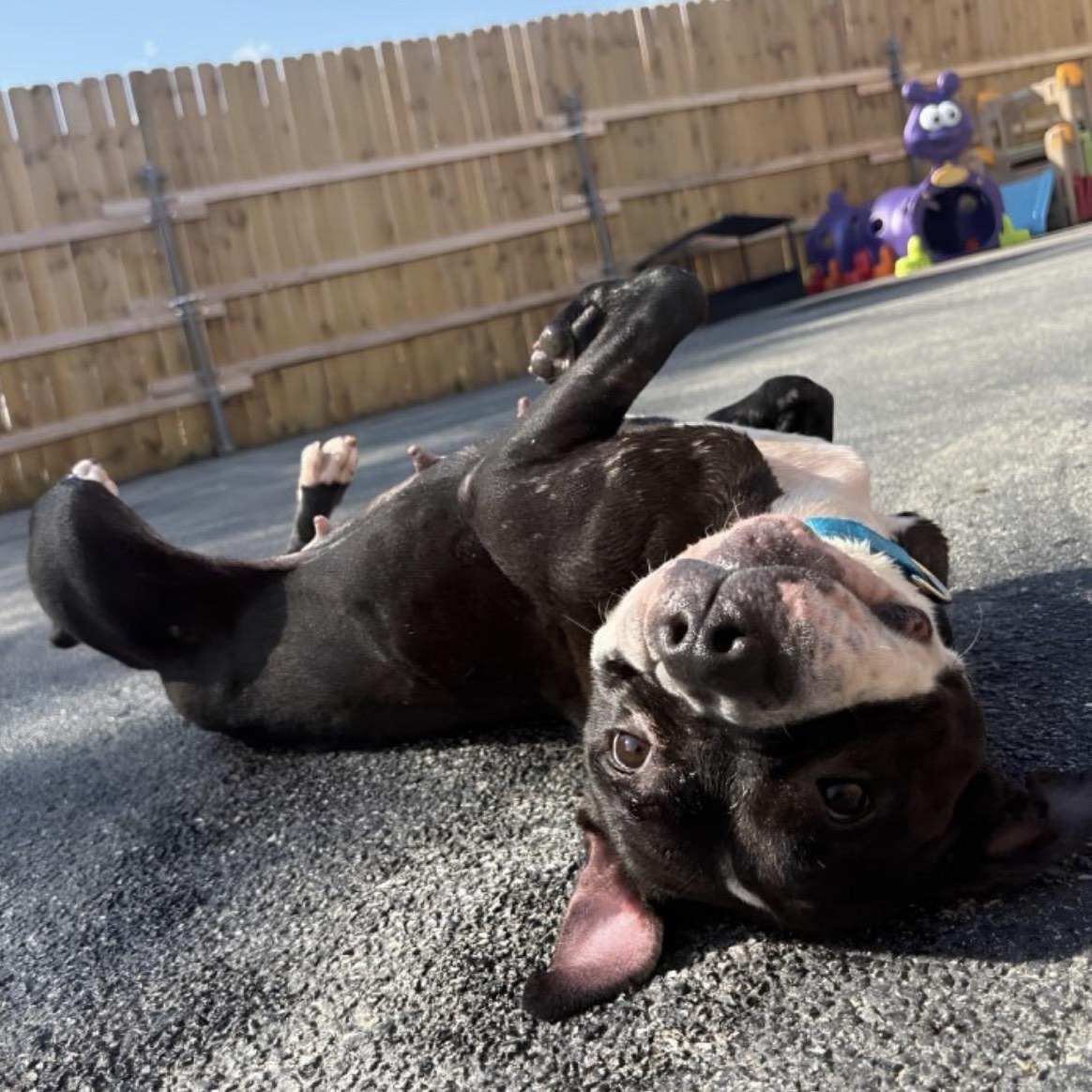 Enlarge Spinderella, a Adoptable Pit Bull Terrier in Naperville, IL image 1/6