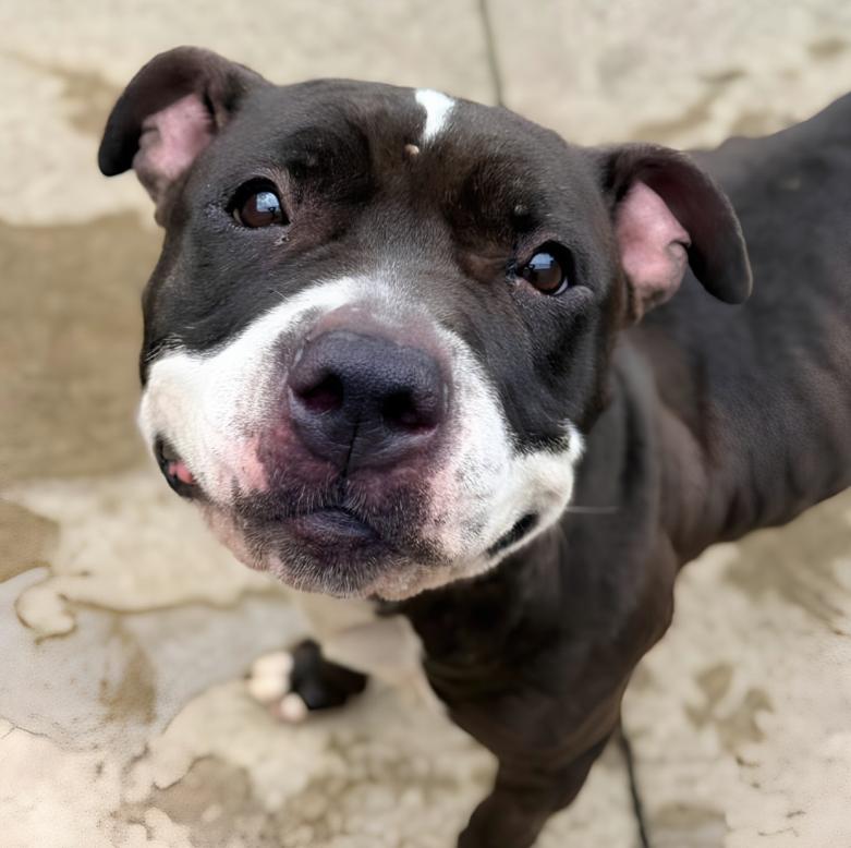 Enlarge Spinderella, a Adoptable Pit Bull Terrier in Naperville, IL image 2/6