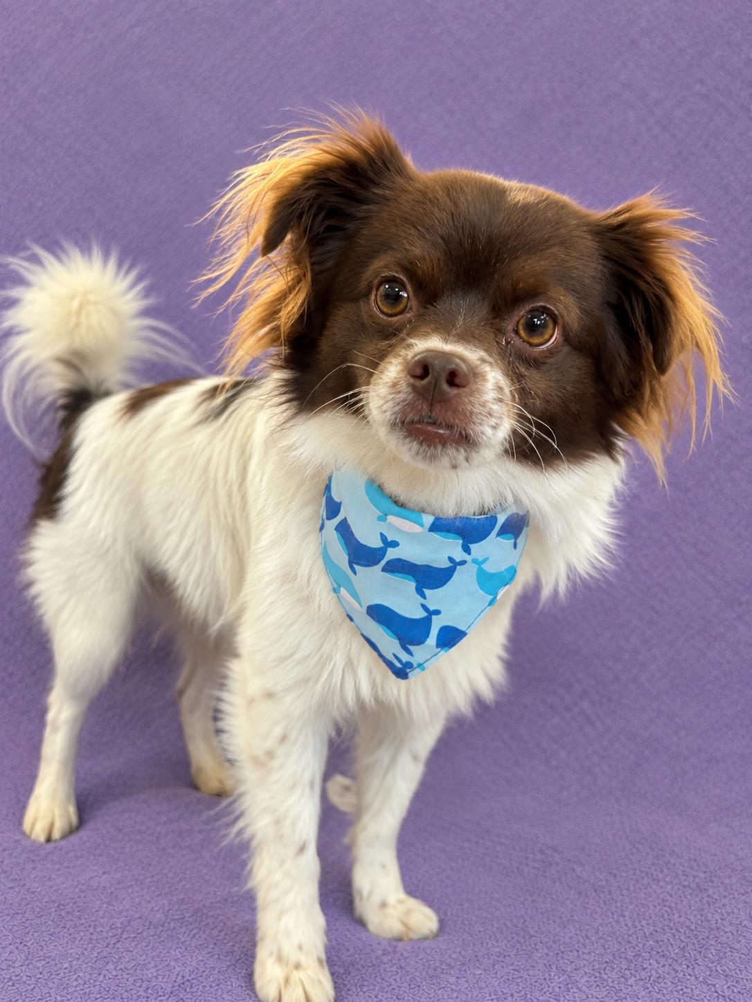 Enlarge Maverick, a Adoptable Papillon in Lodi, CA image 4/4