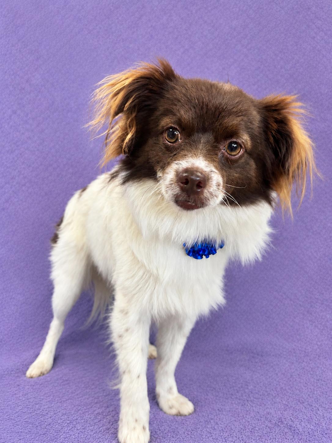 Maverick, Adoptable, Young Male Papillon.