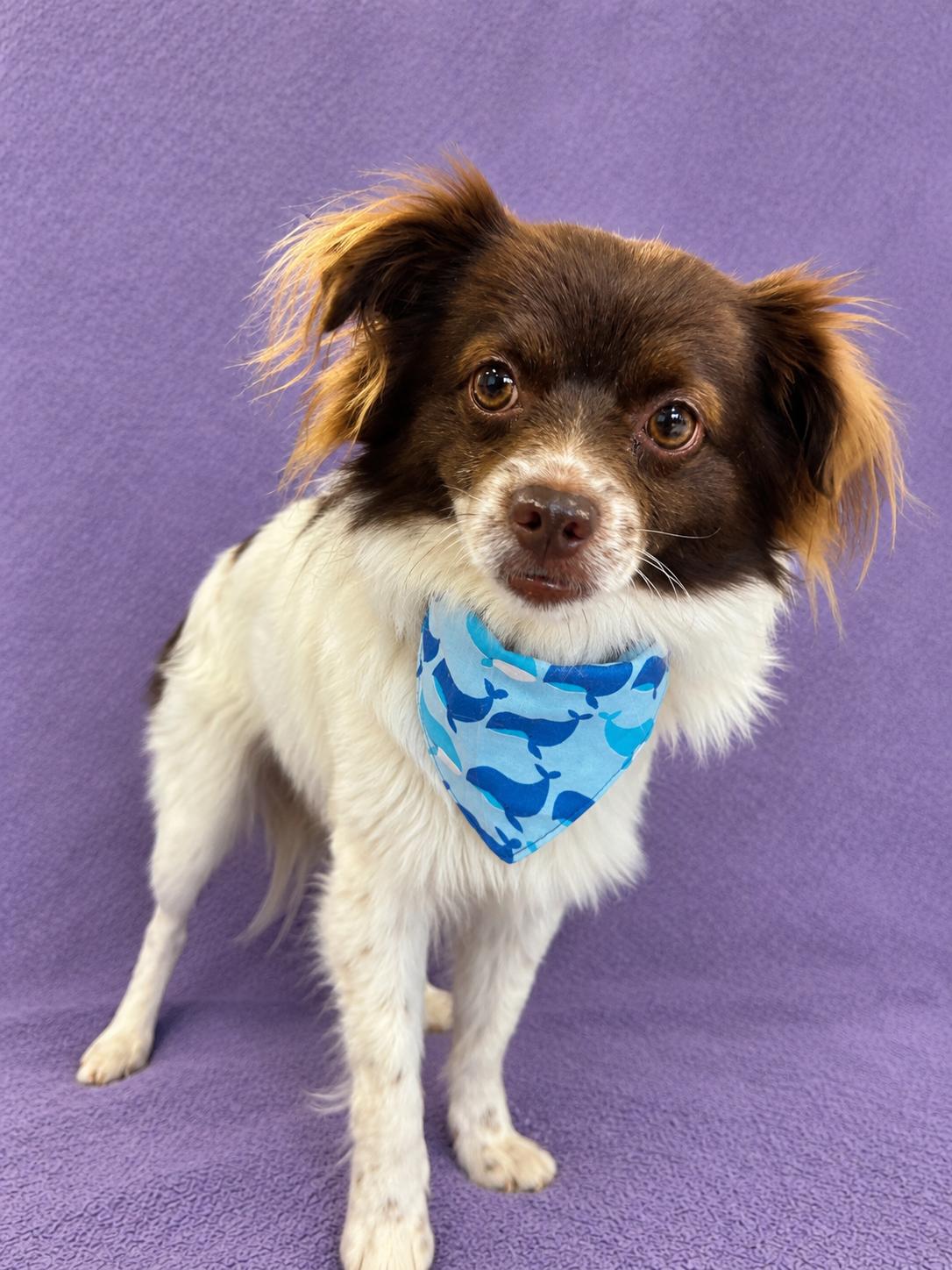 Enlarge Maverick, a Adoptable Papillon in Lodi, CA image 3/4