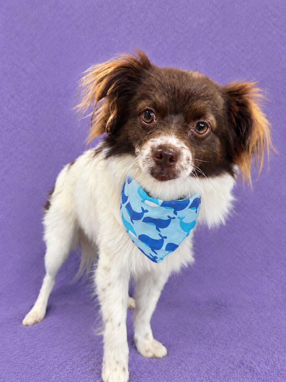 Enlarge Maverick, a Adoptable Papillon in Lodi, CA image 2/4
