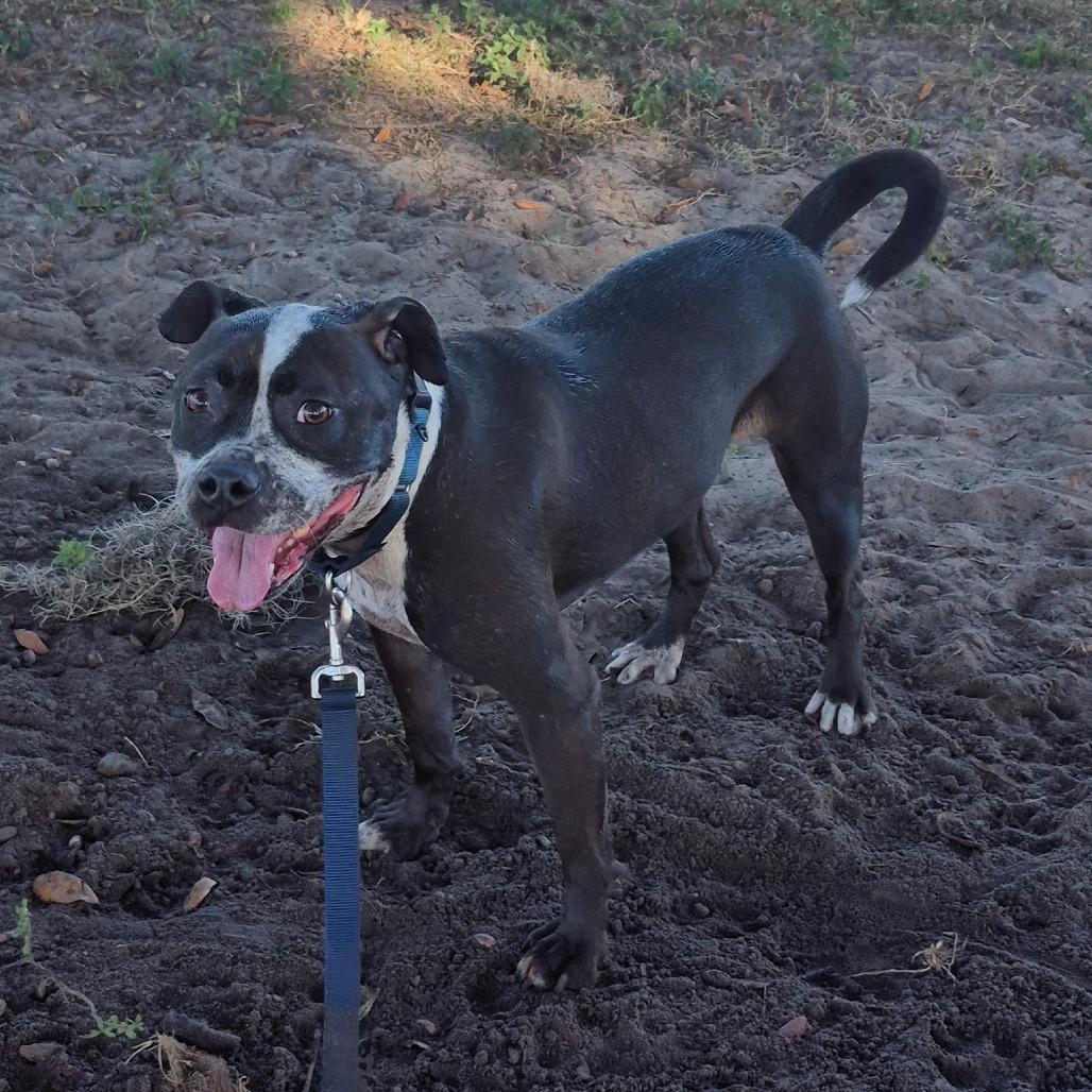 Minnie, Adoptable, Senior Female Pit Bull Terrier.