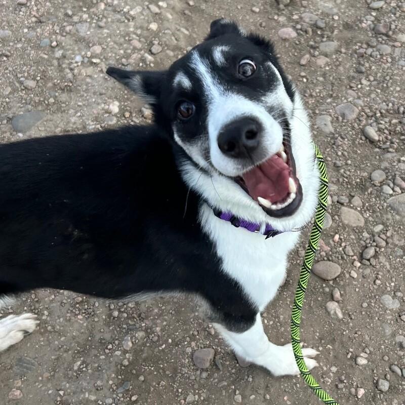 Go Gurt, Adoptable, Young Male Husky & Mixed Breed.