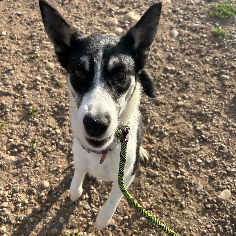 Enlarge Go Gurt, a Adoptable mixed breed in Westminster, CO image 3/6