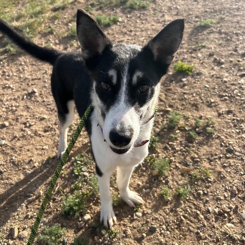 Enlarge Go Gurt, a Adoptable mixed breed in Westminster, CO image 4/6