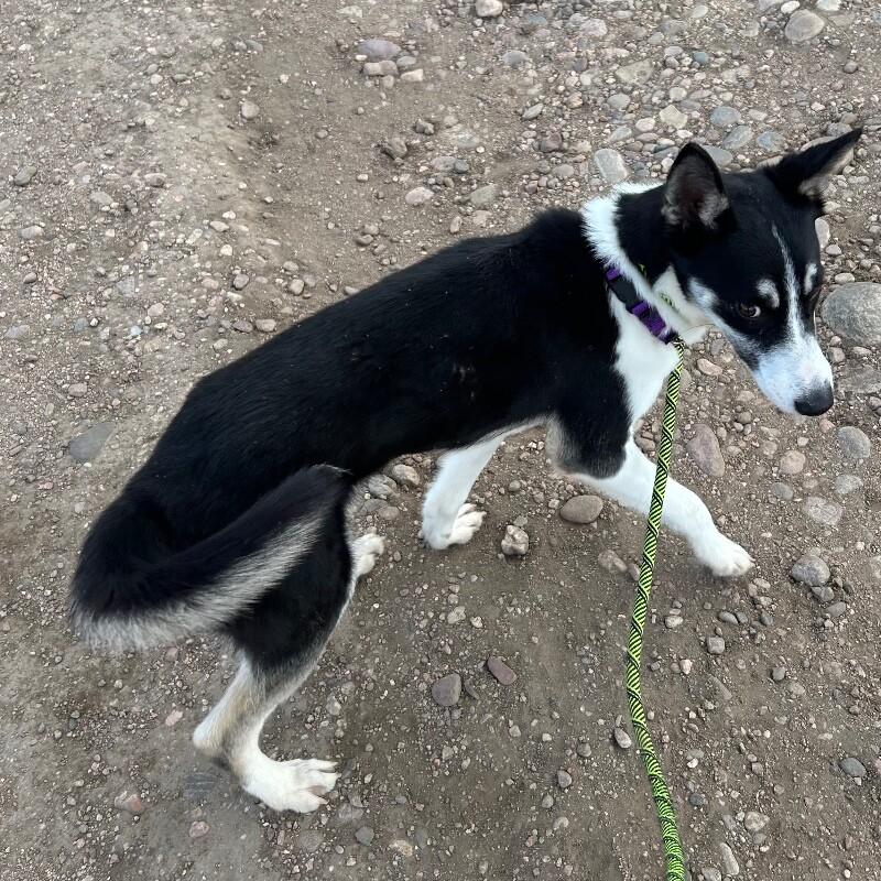 Enlarge Go Gurt, a Adoptable mixed breed in Westminster, CO image 5/6