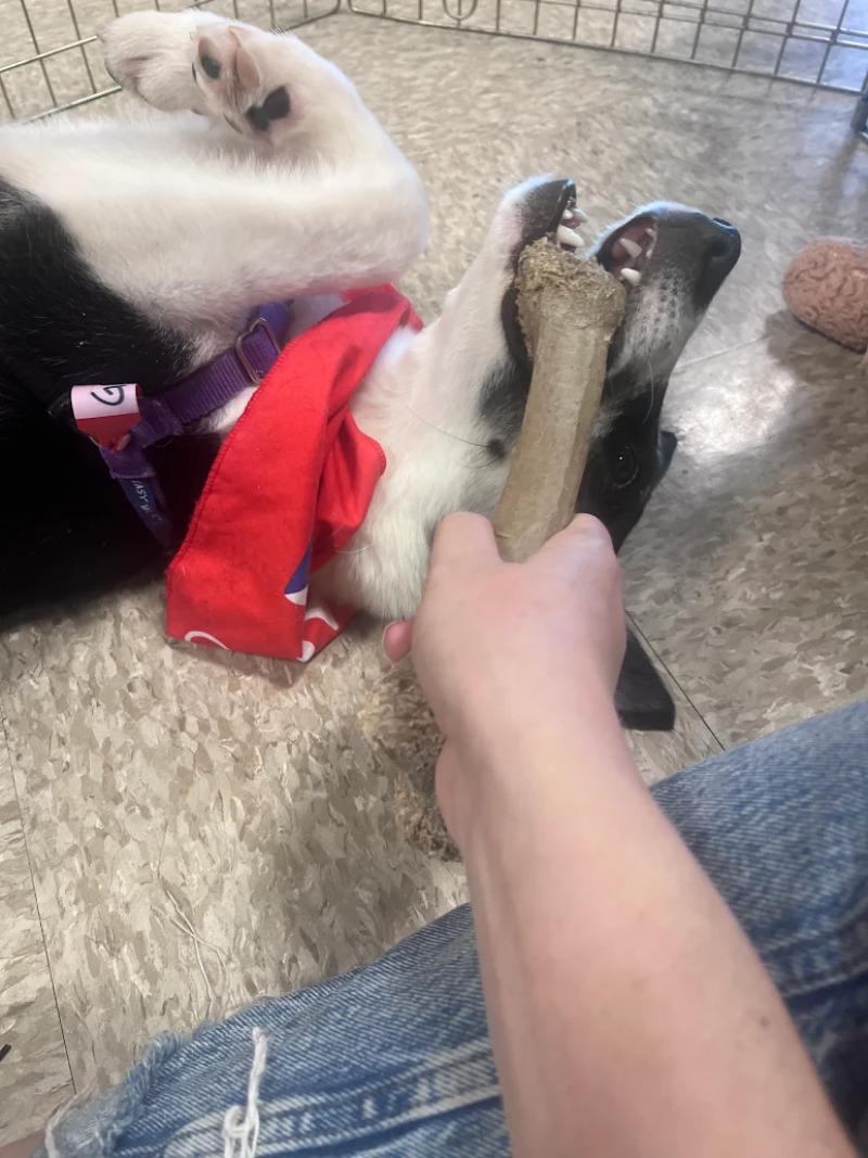 Enlarge Go Gurt, a Adoptable mixed breed in Westminster, CO image 2/6