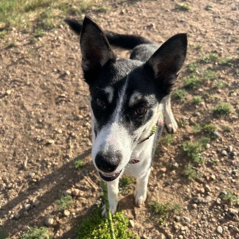 Enlarge Go Gurt, a Adoptable mixed breed in Westminster, CO image 6/6