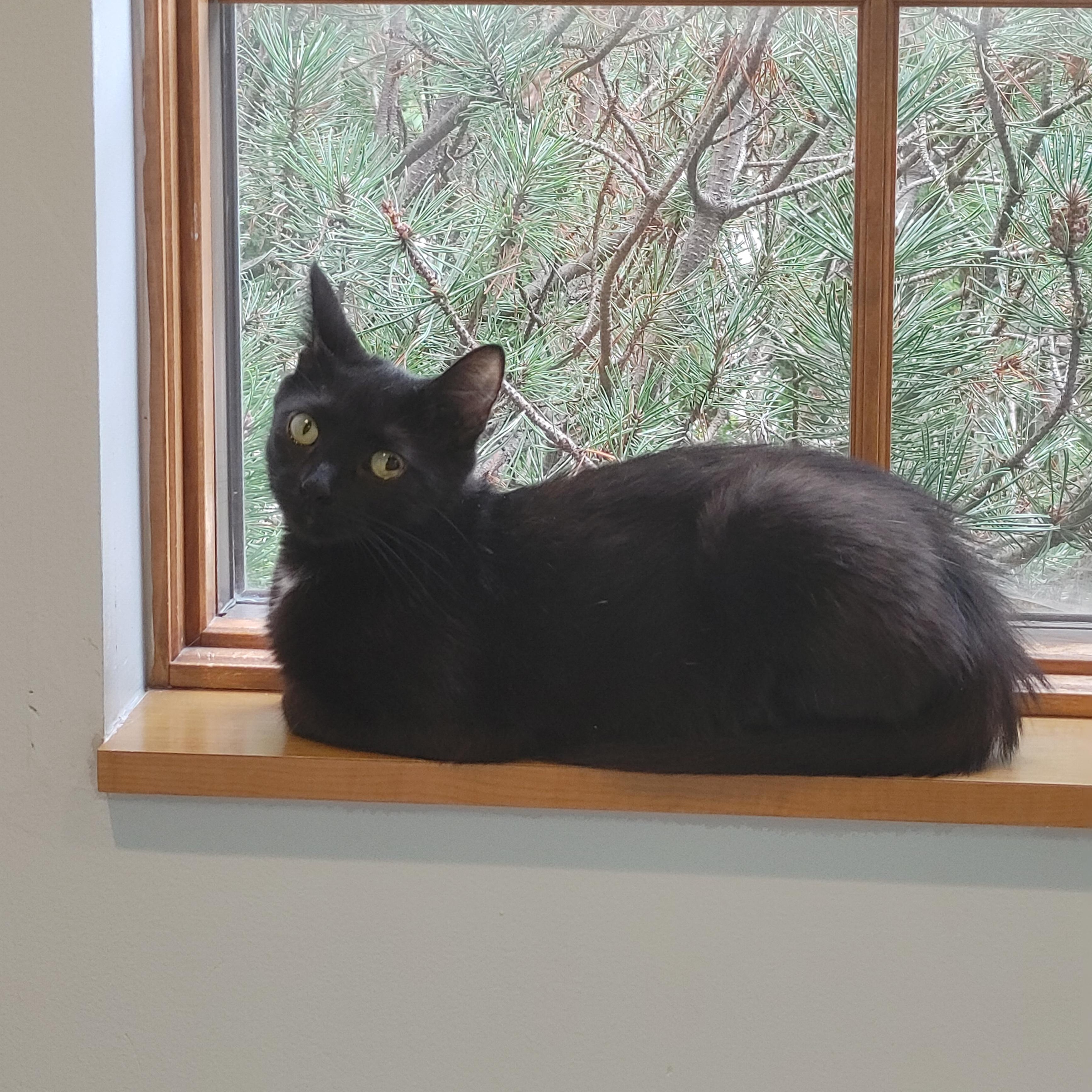 Enlarge India, a Adoptable Domestic Short Hair in Ann Arbor, MI image 1/1