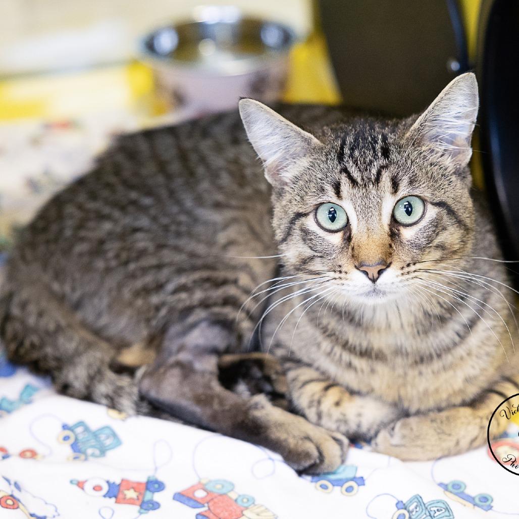 Enlarge Mothball, a Adoptable Domestic Short Hair in Abilene, TX image 1/2