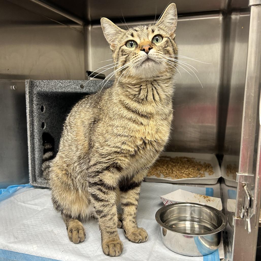 Enlarge Mothball, a Adoptable Domestic Short Hair in Abilene, TX image 2/2