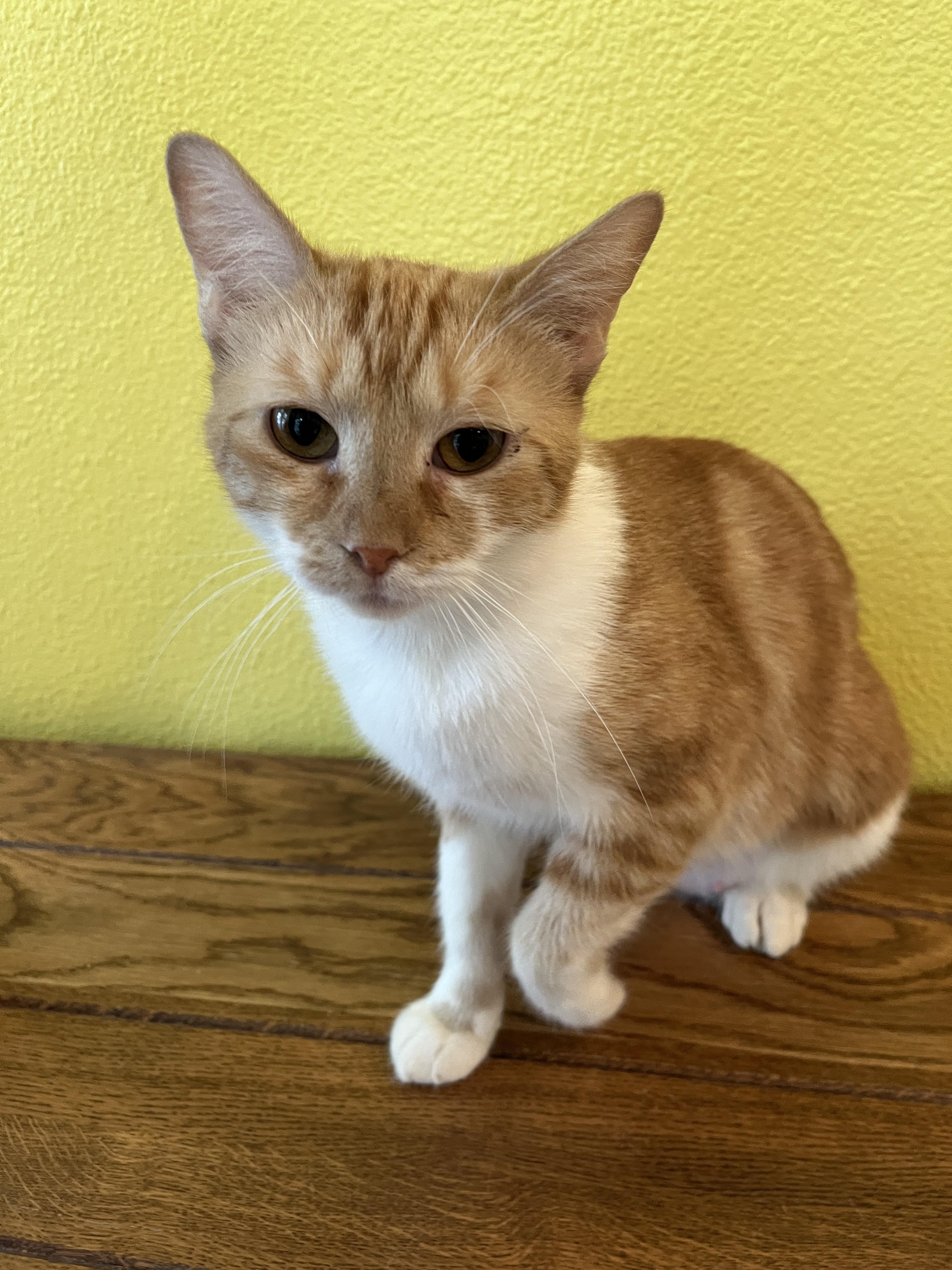 Enlarge Marmelade, a Adoptable Domestic Short Hair in Shingletown, CA image 3/4