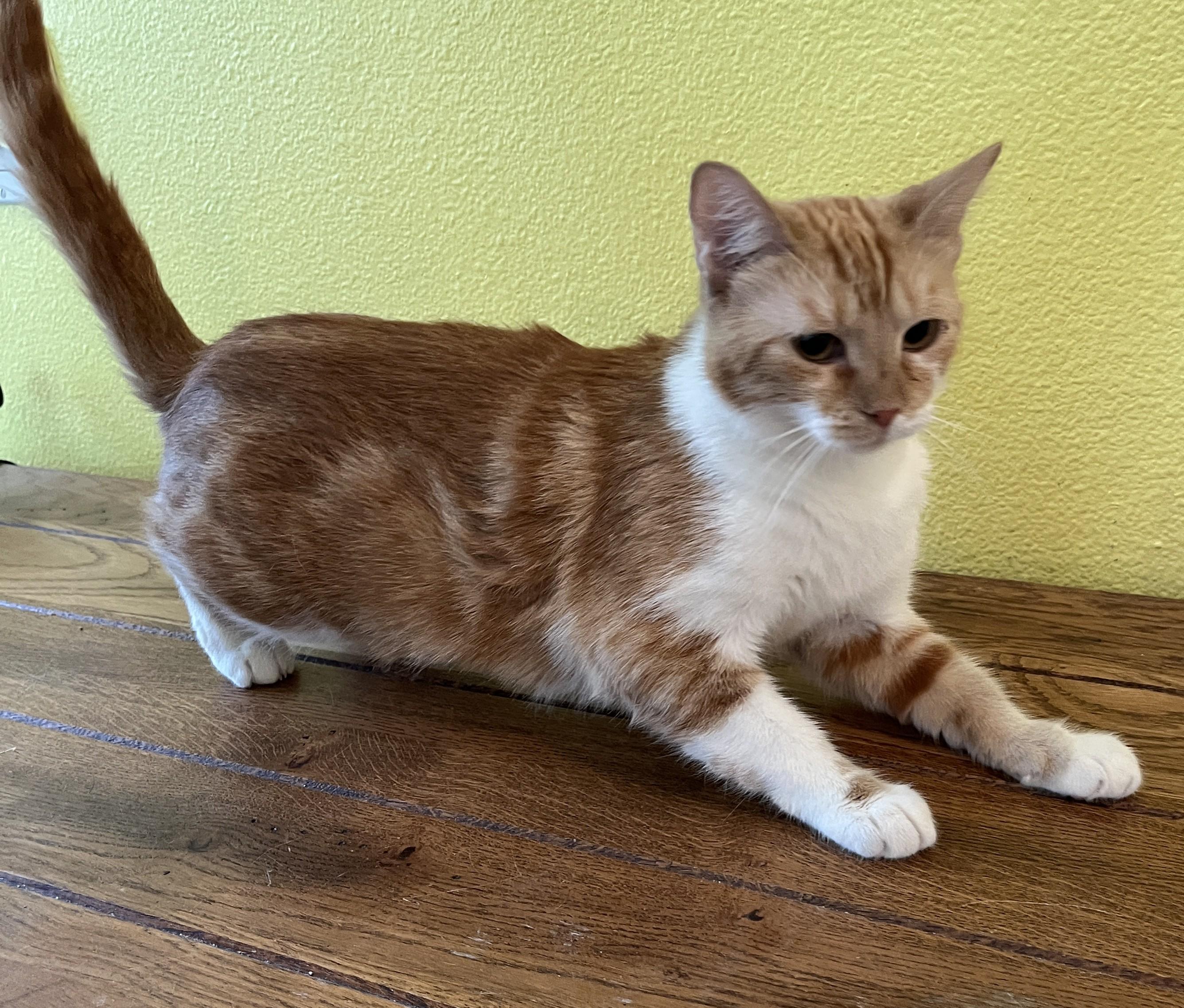 Marmelade, Adoptable, Young Female Domestic Short Hair.