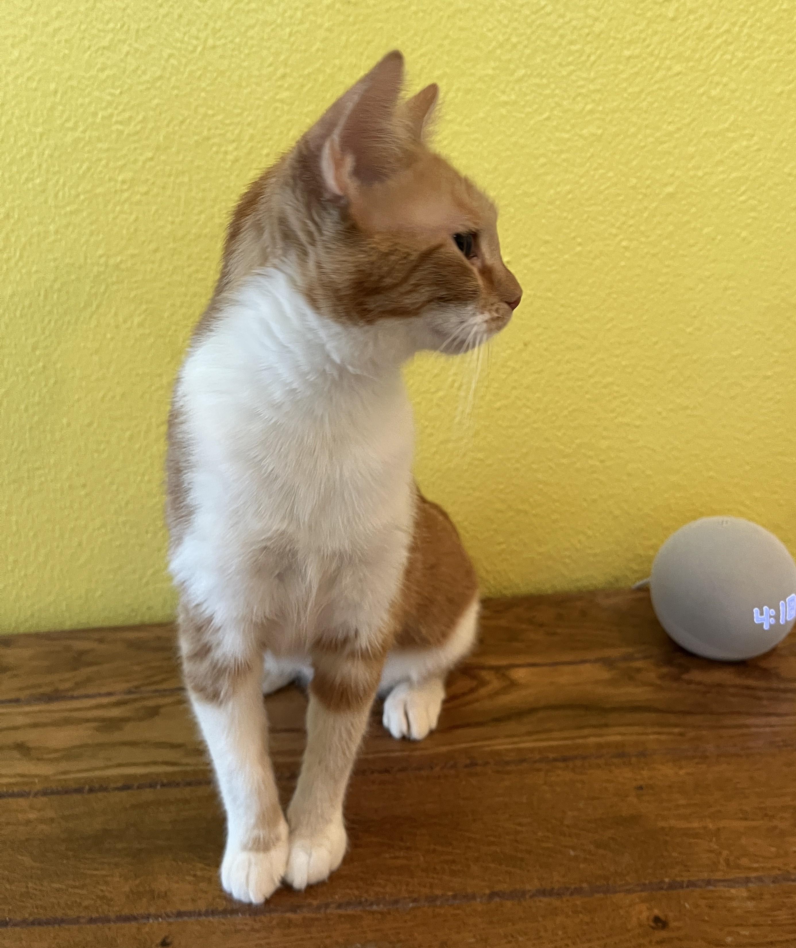 Enlarge Marmelade, a Adoptable Domestic Short Hair in Shingletown, CA image 2/4