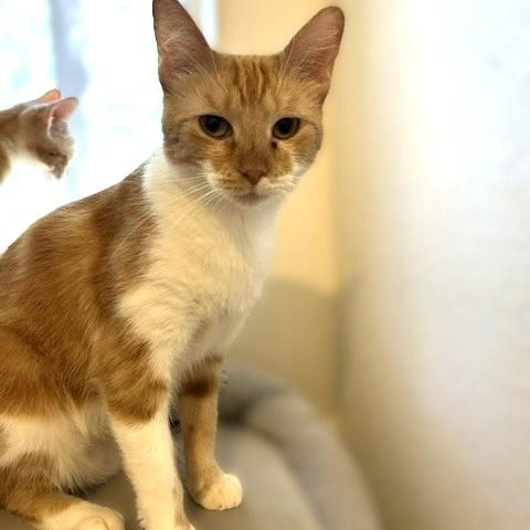 Enlarge Marmelade, a Adoptable Domestic Short Hair in Shingletown, CA image 4/4