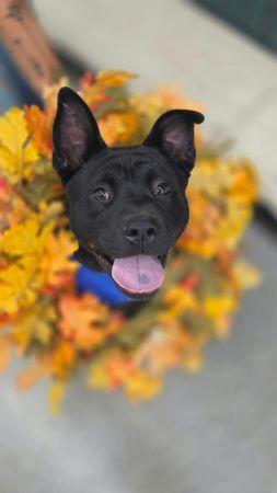 Onyx, ADOPTABLE, Puppy • Male, French Bulldog & Chow Chow.