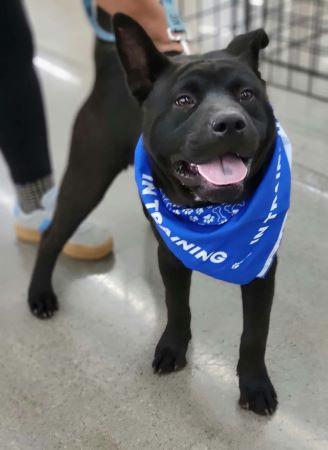 Enlarge Onyx, a Adoptable mixed breed in Lowell, IN image 2/2