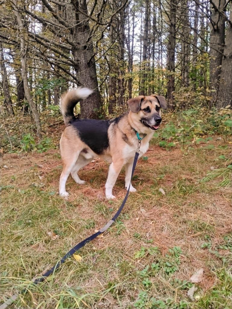 Augie, Adoptable, Young Male German Shepherd Dog & Husky.