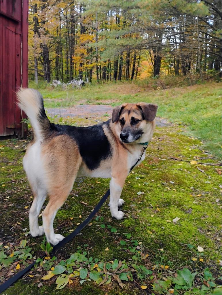 Enlarge Augie, a Adoptable mixed breed in Gloversville, NY image 2/5