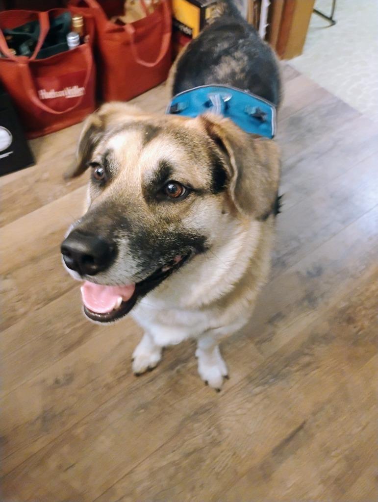 Enlarge Augie, a Adoptable mixed breed in Gloversville, NY image 4/5