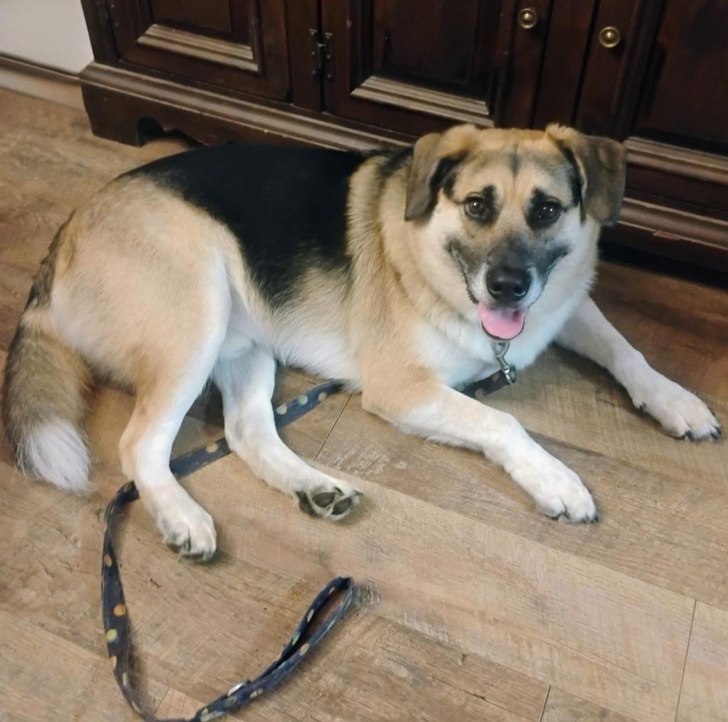 Enlarge Augie, a Adoptable mixed breed in Gloversville, NY image 5/5