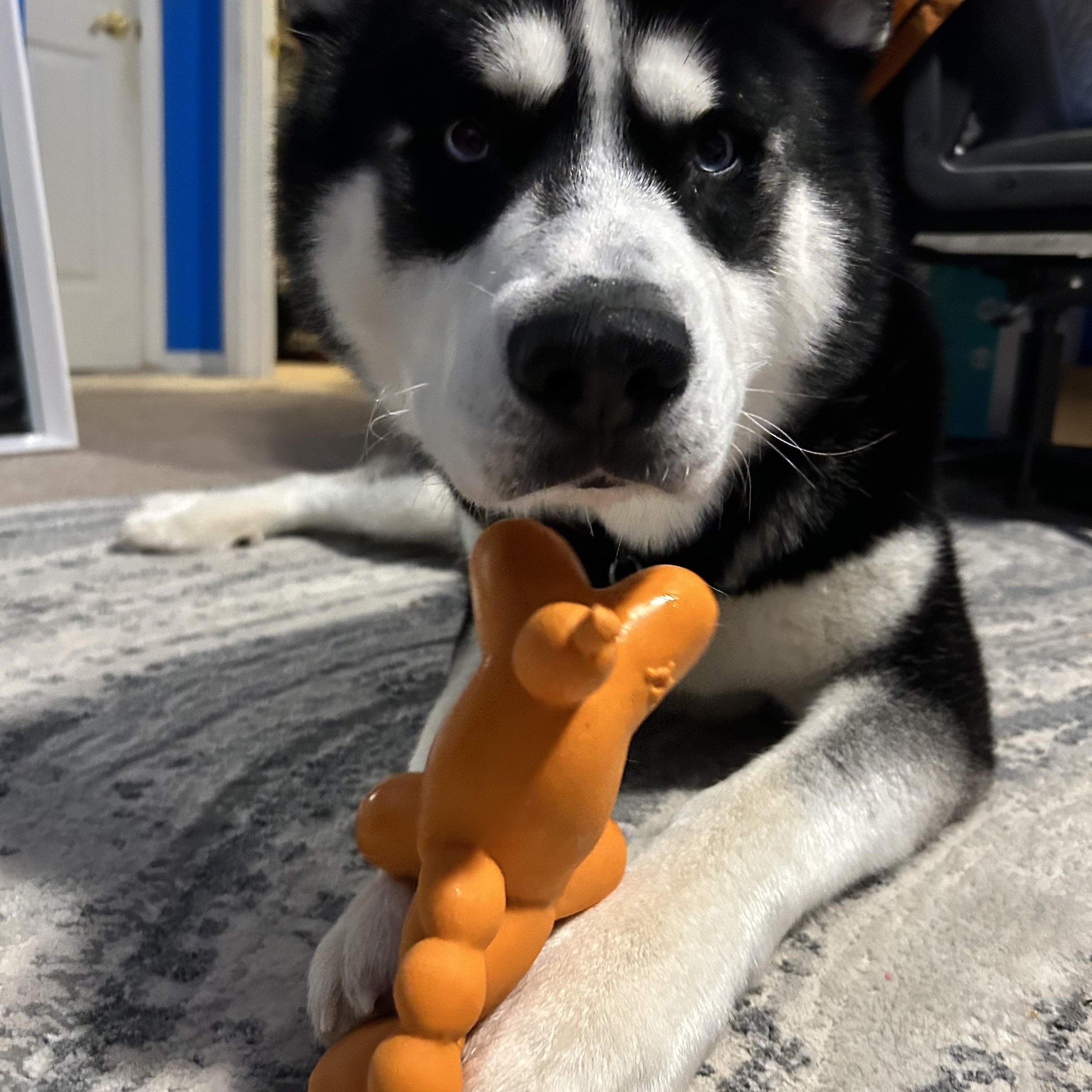 Enlarge Koda, a Adoptable Husky in Miamitown, OH image 2/3