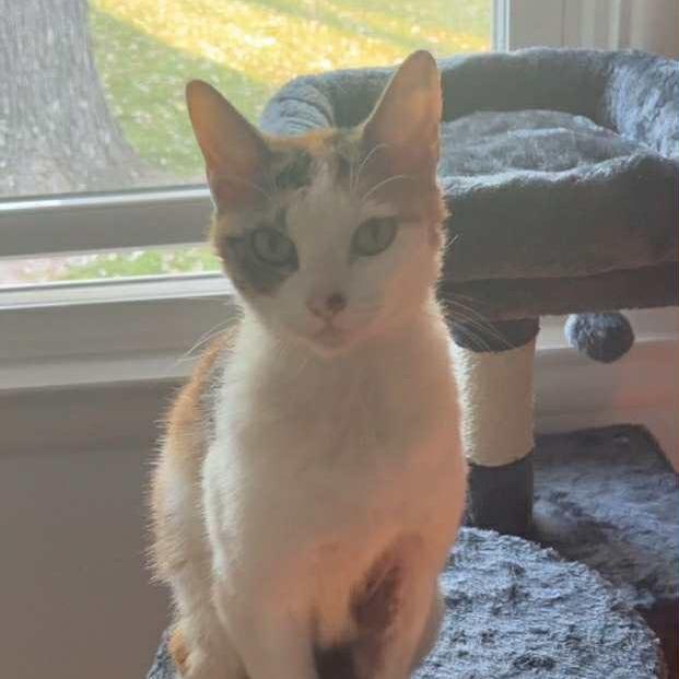 Enlarge Spencer, a Adoptable Domestic Short Hair in Madison, WI image 1/6