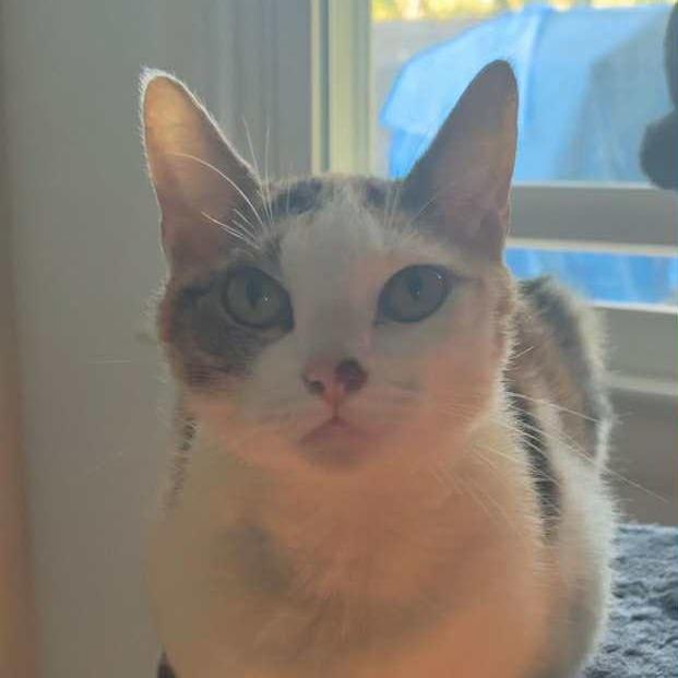 Enlarge Spencer, a Adoptable Domestic Short Hair in Madison, WI image 2/6