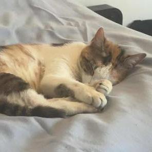 Enlarge Spencer, a Adoptable Domestic Short Hair in Madison, WI image 3/6