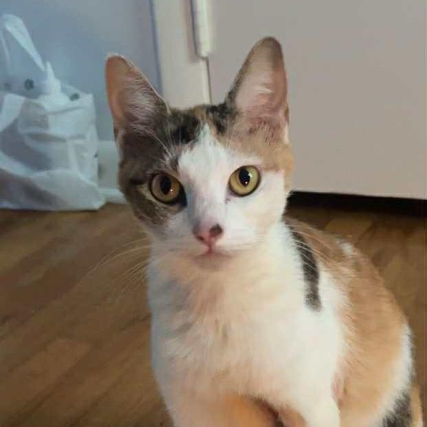 Enlarge Spencer, a Adoptable Domestic Short Hair in Madison, WI image 4/6