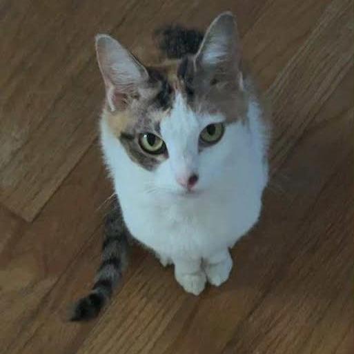 Enlarge Spencer, a Adoptable Domestic Short Hair in Madison, WI image 5/6