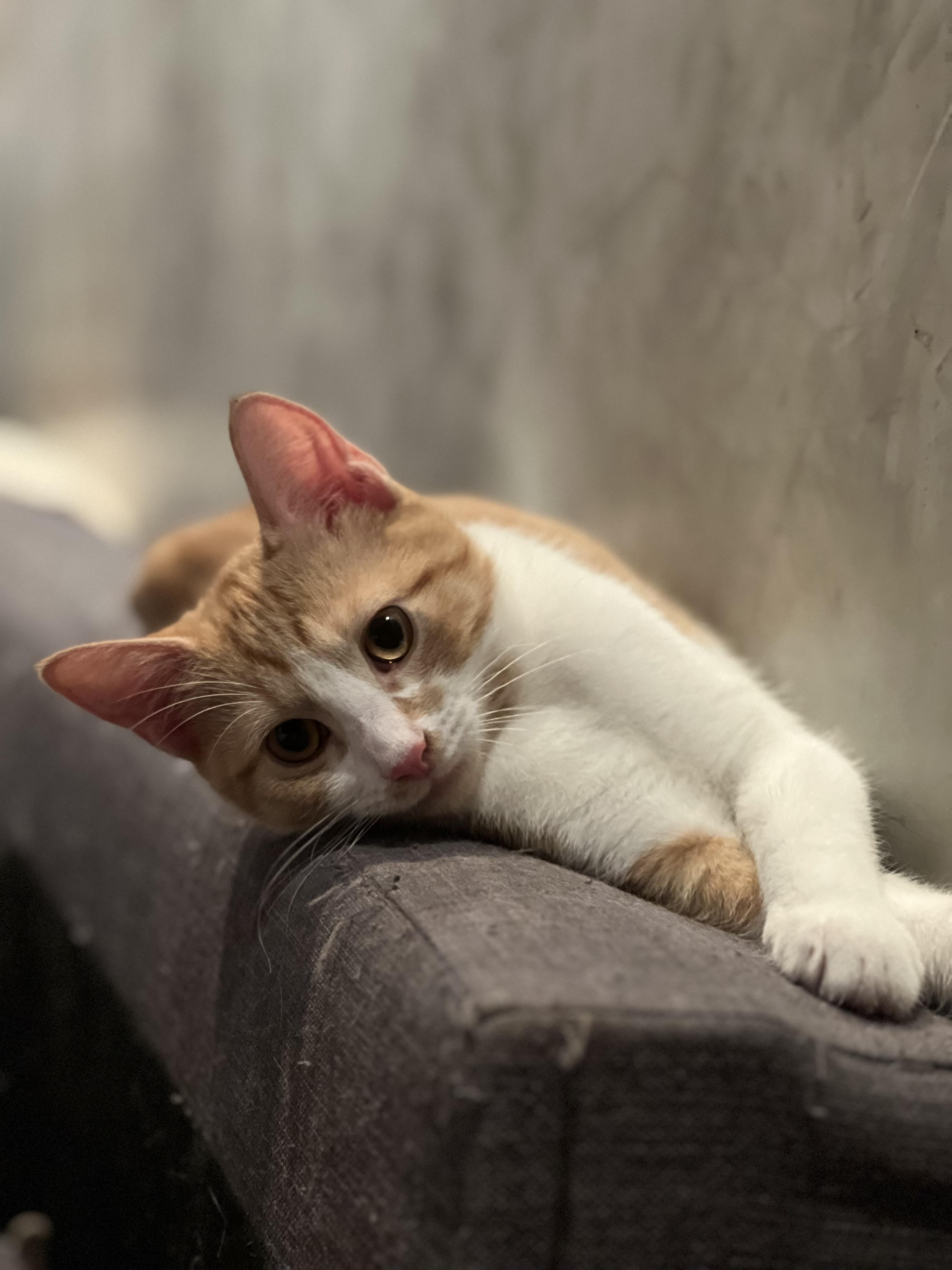 Enlarge Madison, a Adoptable Domestic Short Hair in Brooklyn, NY image 2/6