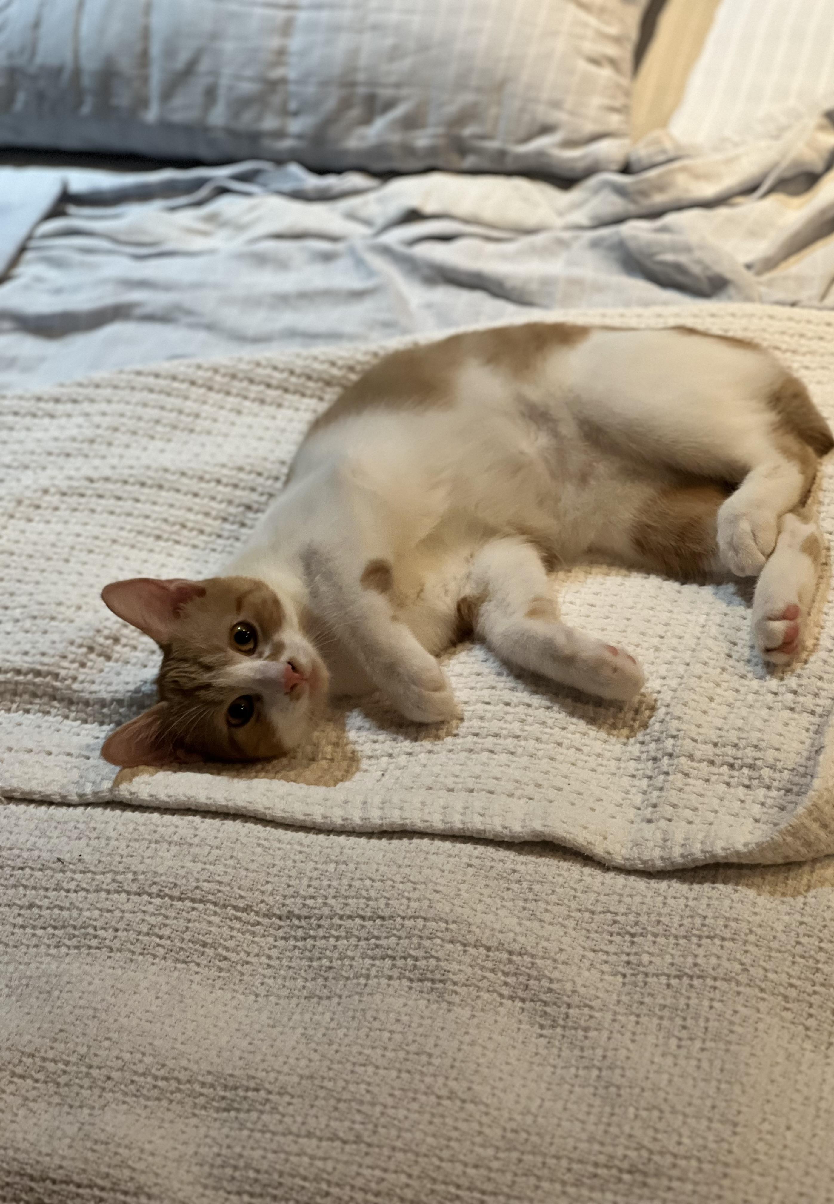 Enlarge Madison, a Adoptable Domestic Short Hair in Brooklyn, NY image 3/6