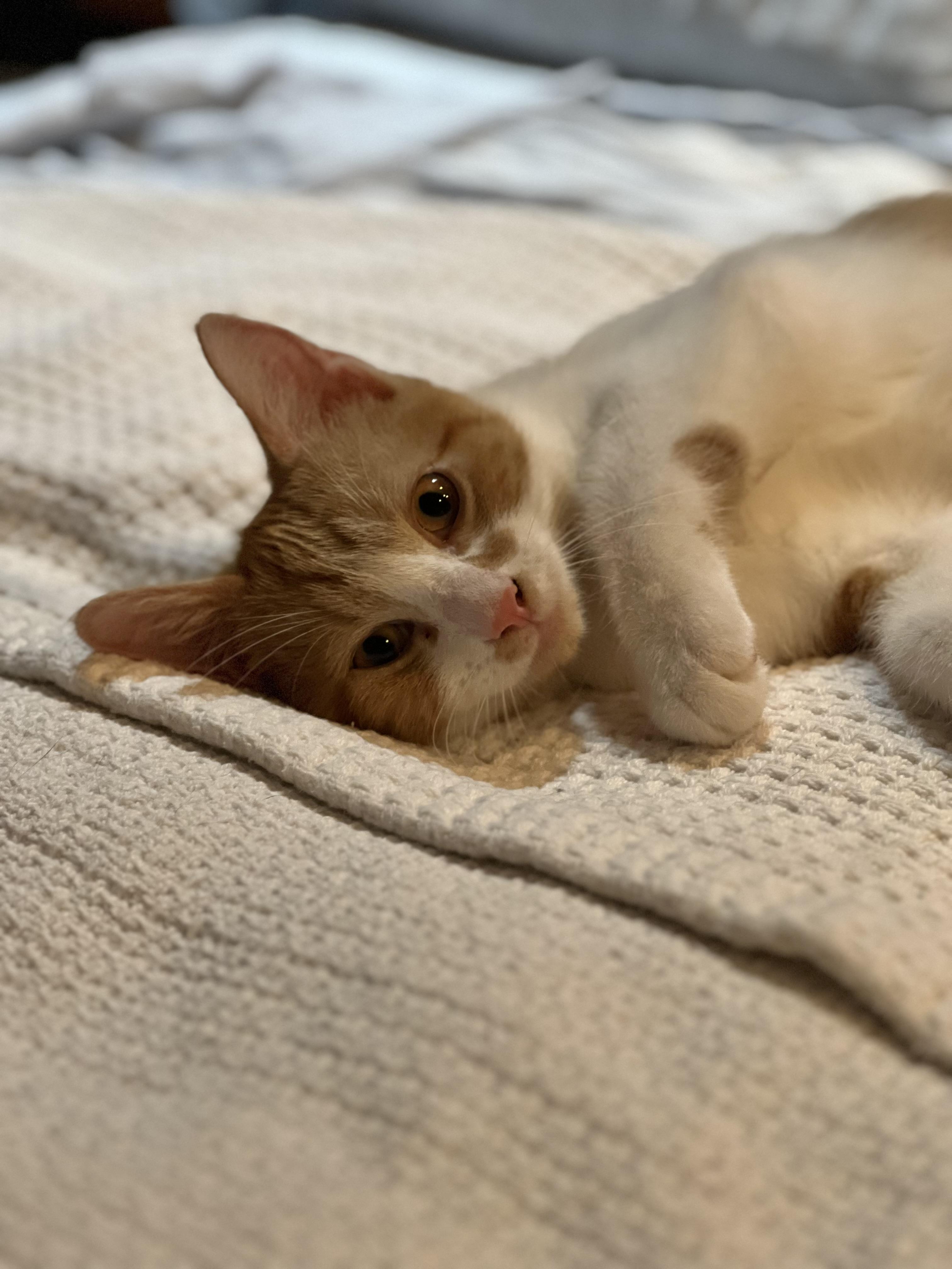 Enlarge Madison, a Adoptable Domestic Short Hair in Brooklyn, NY image 5/6