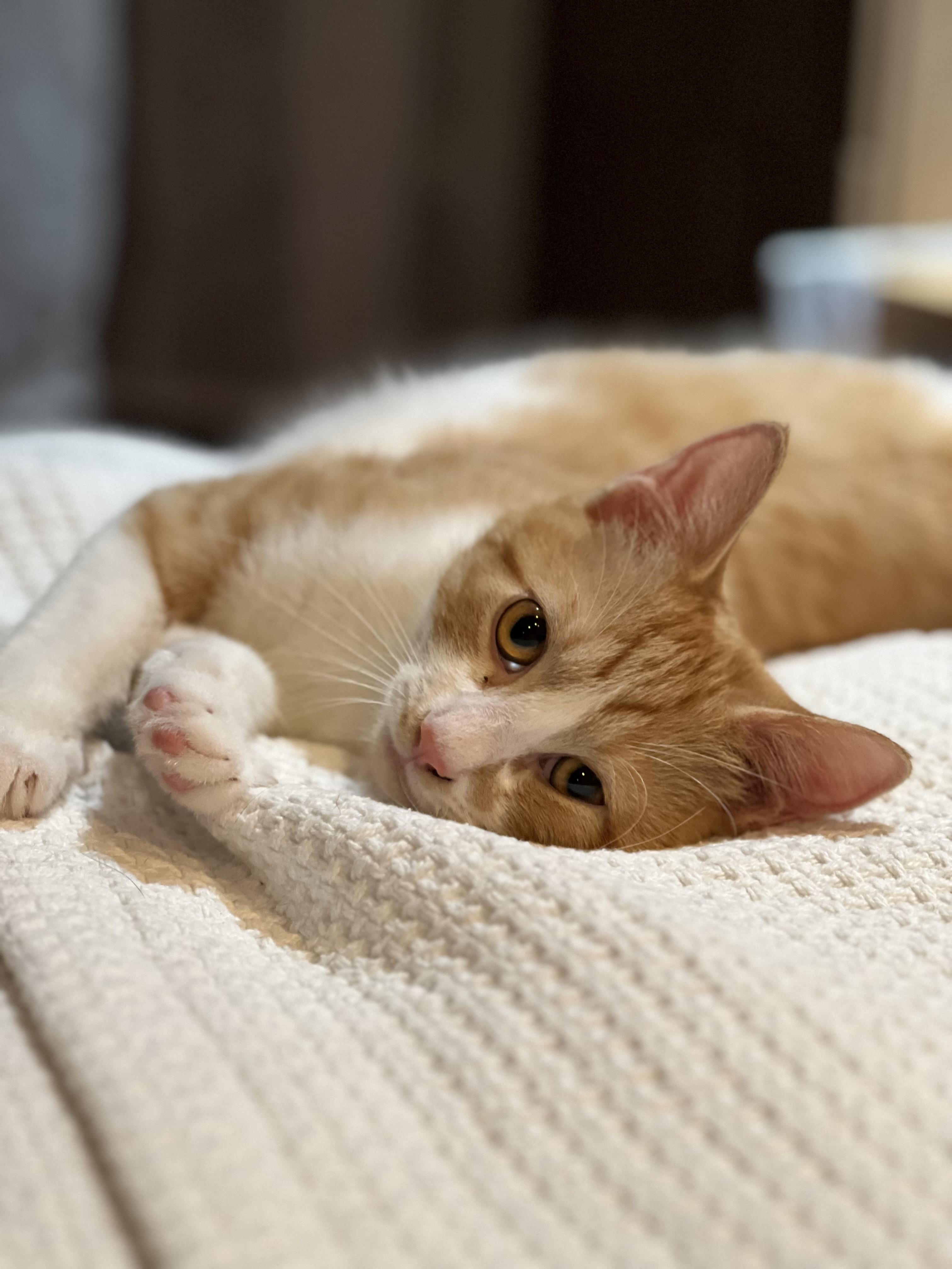 Enlarge Madison, a Adoptable Domestic Short Hair in Brooklyn, NY image 1/6