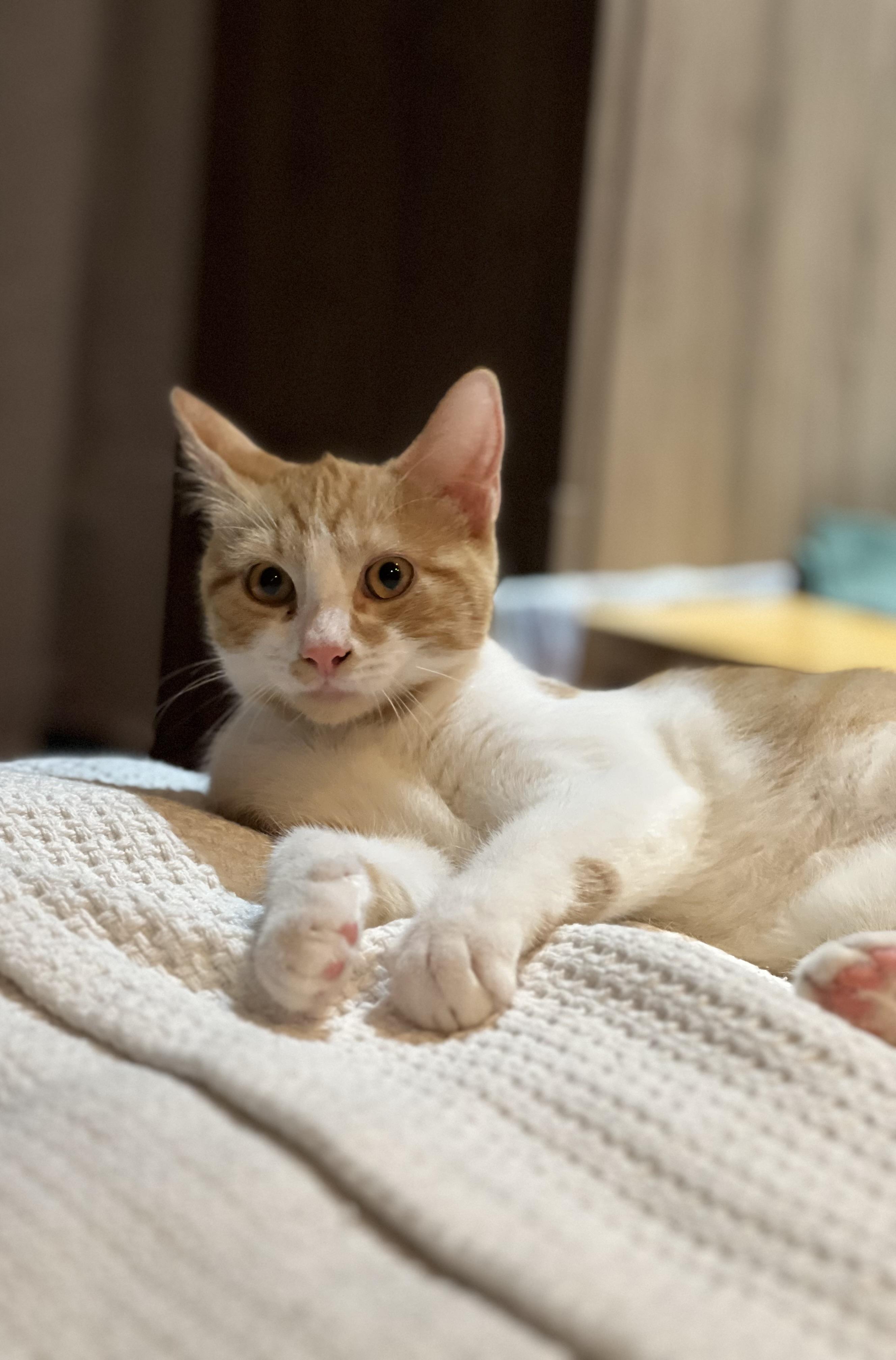 Enlarge Madison, a Adoptable Domestic Short Hair in Brooklyn, NY image 4/6