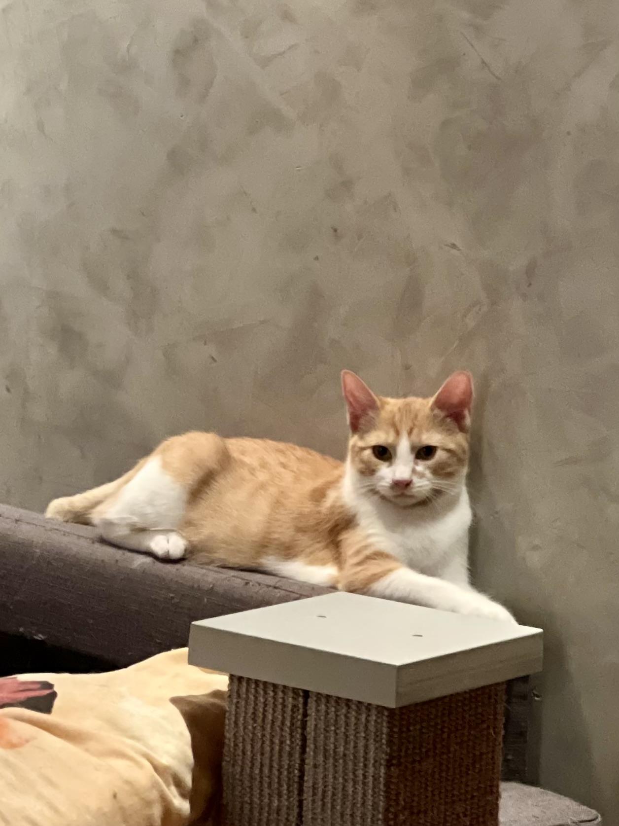 Madison, Adoptable, Young Male Domestic Short Hair.